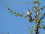 Moucherolle des saules - Willow Flycatcher