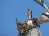 Tyran tritri - Eastern Kingbird