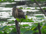 Hron vert - Green Heron