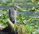 Grand Hron - Great Blue Heron