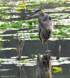 Grand Hron - Great Blue Heron