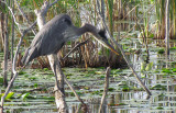 Grand Hron - Great Blue Heron