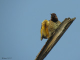 Pic flamboyant - Northern Flicker