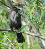 Moqueur-chat - Gray Catbird