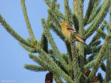 Chardonneret jaune - American Goldfinch