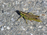 Sauterelle - Grasshopper