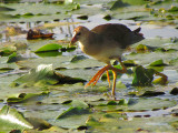 Talve violace (imm) - Purple Gallinule (juv)