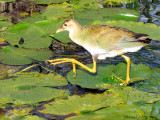 Talve violace (imm) - Purple Gallinule (juv)