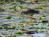 Talve violace (imm) - Purple Gallinule (juv)