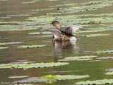 Grbe  bec bigarr - Pied-billed Grebe