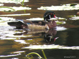 Canard branchu - Wood Duck