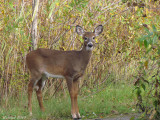 Cerf de Virginie - Deer