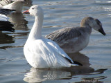 Oie des neiges - Snow Goose