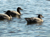 Oie des neiges - Snow Goose