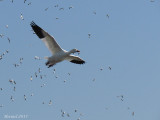 Oie des neiges - Snow Goose