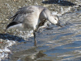 Oie des neiges - Snow Goose