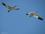 Oie des neiges - Snow Goose