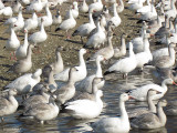 Oie des neiges - Snow Goose