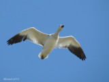 Oie des neiges - Snow Goose