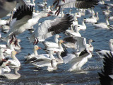 Oie des neiges - Snow Goose