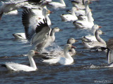 Oie des neiges - Snow Goose