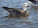 Oie des neiges - Snow Goose