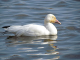 Oie des neiges - Snow Goose