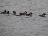 Harle couronn - Hooded Merganser