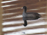 Foulque dAmrique - American Coot