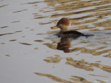 Harle couronn - Hooded Merganser