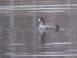 Foulque dAmrique - American Coot