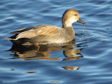 Canard Chipeau - Gadwall