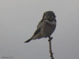 Chouette pervire - Northern Hawk Owl