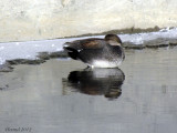 Canard Chipeau - Gadwall