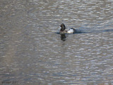 Petit Fuligule - Lesser Scaup