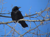 Corneille dAmrique - American Crow