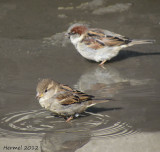 Moineau domestique - House Sparrow
