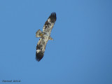Pygargue à tête blanche - Bald Eagle