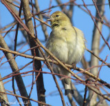 Chardonneret jaune - American Goldfinch