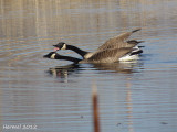 Bernache du canada - Canada Goose