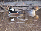 Harle couronné - Hodded Merganser