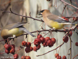 Jaseur dAmrique - Cedar Waxwing