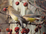 Jaseur d'Amérique - Cedar Waxwing