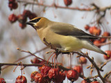 Jaseur dAmrique - Cedar Waxwing