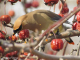 Jaseur d'Amérique - Cedar Waxwing