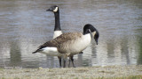 Bernache du canada - Canada Goose
