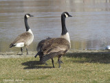 Bernache du canada - Canada Goose