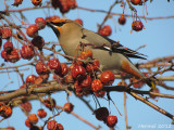 Jaseur d'Amérique - Cedar Waxwing