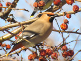Jaseur d'Amérique - Cedar Waxwing