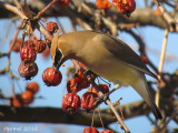 Jaseur d'Amérique - Cedar Waxwing